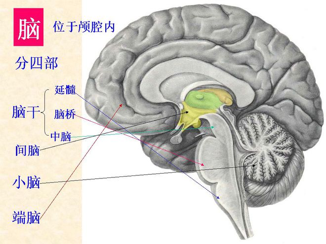 电报性语言是小脑_电报式语言的特征是什么?