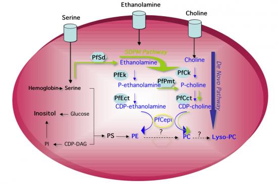 ethanolamine_ethanolamine ammonia lvase